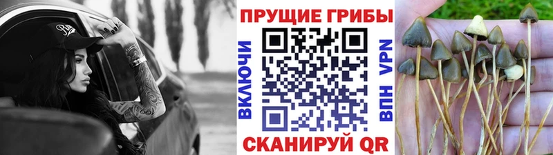 Купить где  Десногорск  Галлюциногенные грибы ЛСД 
